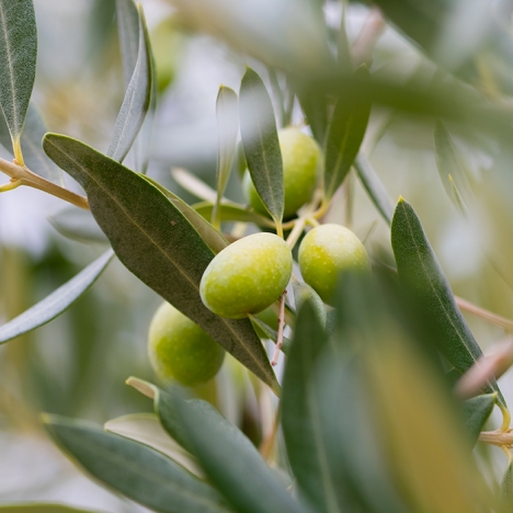 Olive Squalane - Olive Branch