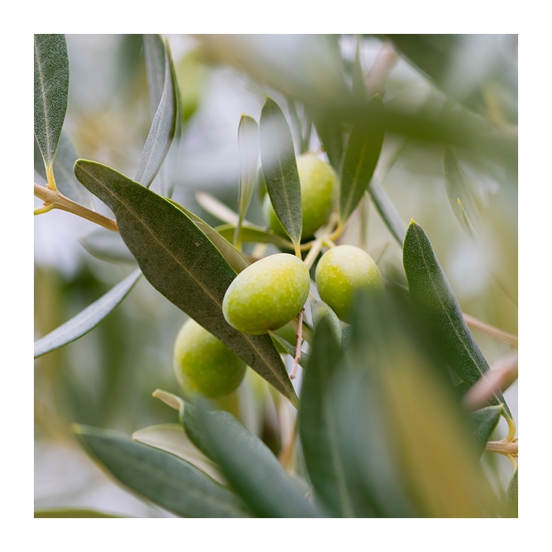 Olive Squalane - Olive Branch