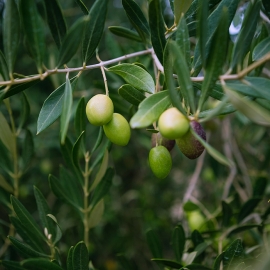 Olive Oil, Extra Virgin - Olive Branch