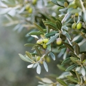 Olive Oil, Water Dispersible - Olive Branch