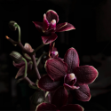 Black Orchid Fragrance