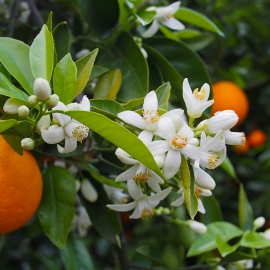 Orange Flower Fragrance, Allergen Free