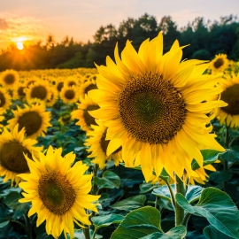Sunflower Oil, Organic