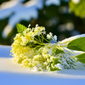 Winter Honeysuckle & Elderflower Fragrance