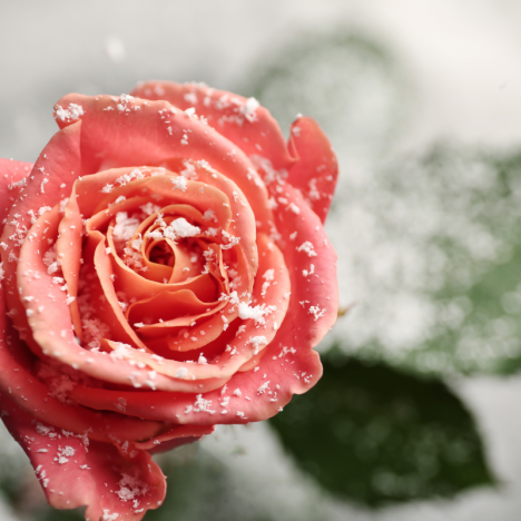 Winter Rose & Pink Pepper Fragrance