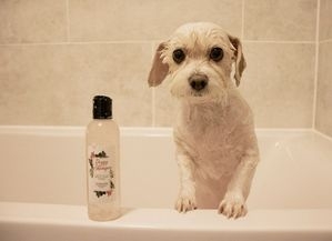 DIY Dog Shampoo