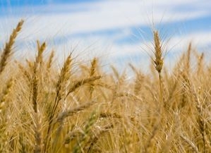 The Benefits of Wheat Germ Oil